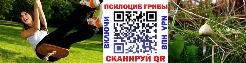 Псилоцибиновые грибы Cubensis Купить где Тамбов